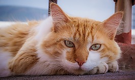 猫,可爱,可爱的