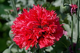 香石竹,花,开花