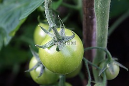 蕃茄,绿色,蔬菜