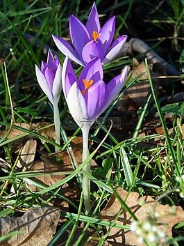 藏红花,紫,花