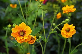 埃文斯,灌木,gartenstaude