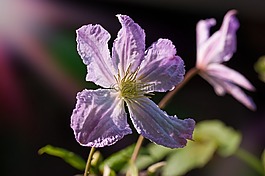 铁线莲,花,开花