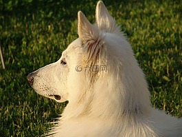 白色的牧羊人,瑞士牧羊犬,狗