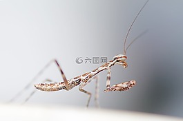 螳螂,昆虫,野生动物