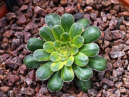 多汁,花的,植物
