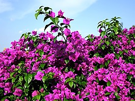 叶子花,花,小叶子
