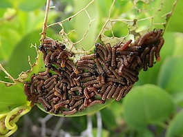 蠕虫,植物,叶子