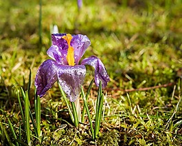 藏红花,花,鲜花