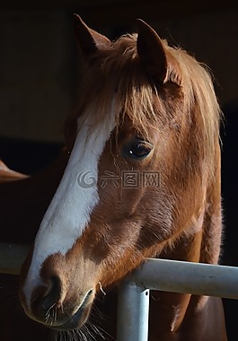 马,匹棕色的马,眼睛