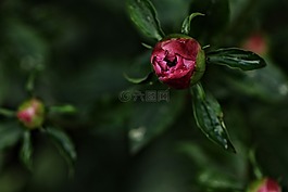 夏天,花,夏天花