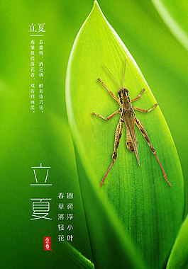 立夏海报