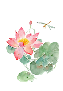 粉色荷花素材