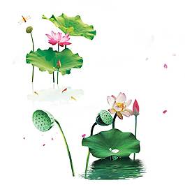 精美荷花素材