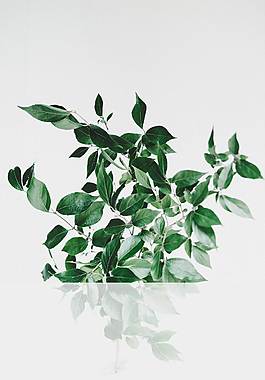 绿色植物广告背景