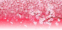 浪漫樱花季