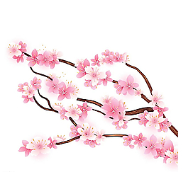 怒放樱花枝图片