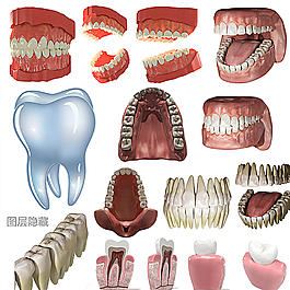3D牙齿图片