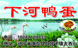 鸭蛋图片