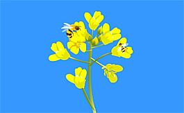 flas黄花蜜蜂