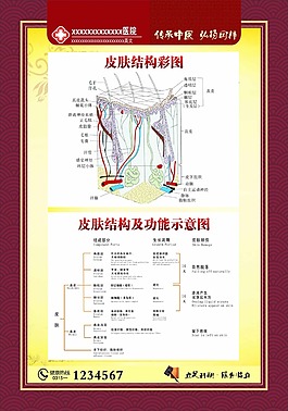 皮肤结构彩图