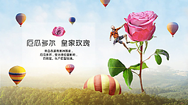 厄瓜多尔皇家玫瑰