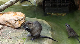 海狸鼠
