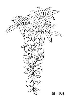 藤本植物手绘线稿图片