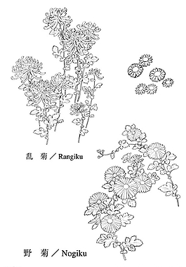 野菊花图片