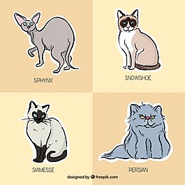 手绘CATR品种包
