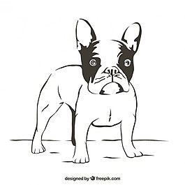斗牛犬的轮廓