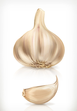大蒜矢量素材