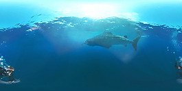 深海大鲸鲨VR视频