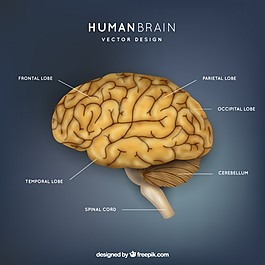 人脑的插图