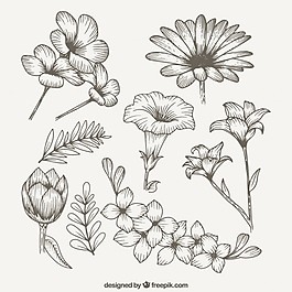 美丽的春天野花