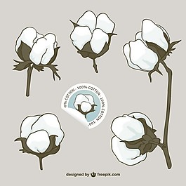 棉花的花朵矢量