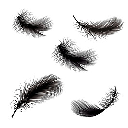 精美彩色羽毛设计矢量素材