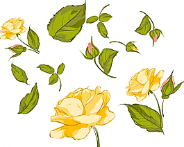 黄色月季花图片
