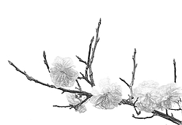 梅花素描 超美  源文件