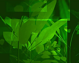 植物动态清爽视频素材