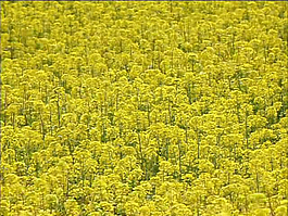 油菜花花海实拍视频素材