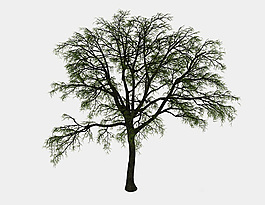 古木植物3d模型下载