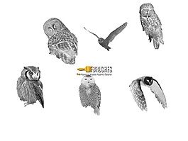 真实的猫头鹰图片素材photoshop笔刷下载