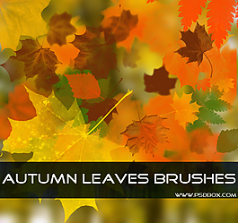 秋天的枫叶笔刷