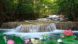 溪流荷花高清视频素材