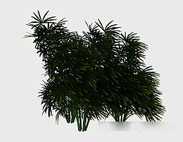 热带地区植株3d模型下载