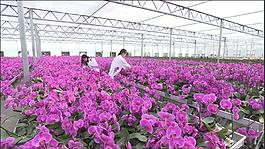 花卉
