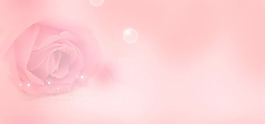 粉色玫瑰背景
