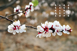 梅花 背景