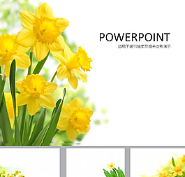 鲜花PPT   唯美PPT
