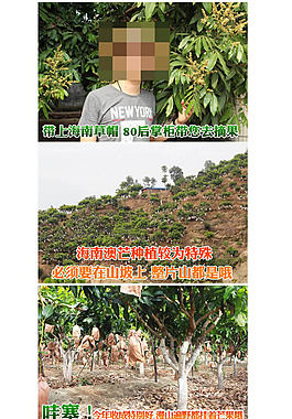 天猫芒果详情页
